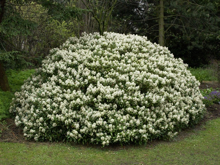 Skimmia Japonica 'Rubella', Japanische Blütenskimmie 5 Skimmia Japonica 'Rubella', Japanische Blütenskimmie – Bild 3