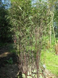 Fargesia Jiuzhaigou 'Deep Purple', Jade Bambus, Rothalmiger Schirm-Bambus