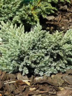Juniperus Squamata 'Blue Star', Blauer Zwerg-Wacholder