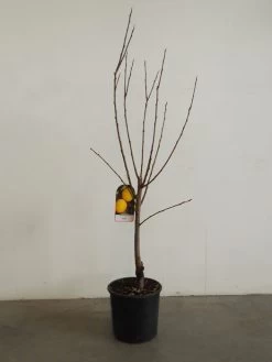 Kaki 'Ragno', Kaki-Baum Auch Persimone Oder Sharonfrucht -Gartenpflanzen kaki ragno 1280x1280