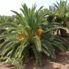 Kanarische Dattelpalme, Phoenix Canariensis 2 Kanarische Dattelpalme, Phoenix Canariensis -Gartenpflanzen kanarische dattelpalme 1280x1280