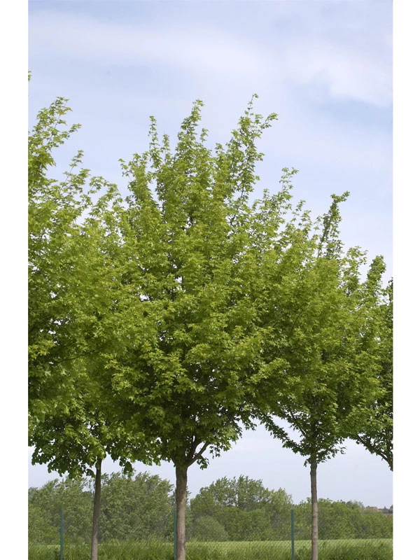 Acer Campestre 'Elsrijk', Kegel-Feldahorn - Hochstamm 3 Acer Campestre 'Elsrijk', Kegel-Feldahorn - Hochstamm