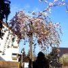 Prunus Serrulata 'Kiku-Shidare-Sakura', Japanische Hänge-Nelkenkirsche - Hochstamm -Gartenpflanzen kiku shidare zakura baum 1280x1280