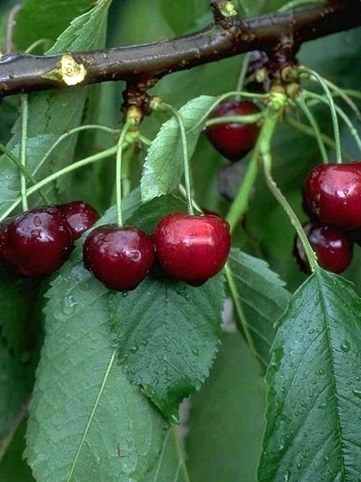 Süßkirsche Kassins Frühe Herzkirsche 3 Süßkirsche Kassins Frühe Herzkirsche