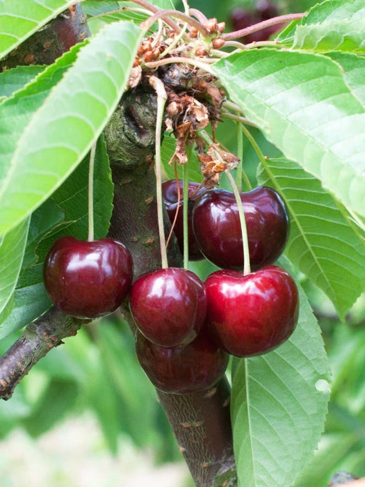 Süßkirsche 'Schneiders Späte Knorpelkirsche' 3 Süßkirsche 'Schneiders Späte Knorpelkirsche'