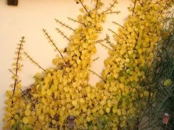 Hydrangea Petiolaris, Kletterhortensie -Gartenpflanzen kletterhortensie 1280x1280