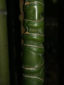 Phyllostachys Aurea, Gelber Bambus 10 Phyllostachys Aurea, Gelber Bambus -Gartenpflanzen knotenbambus 1280x1280