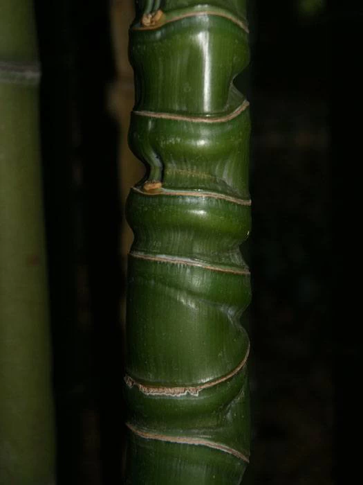 Phyllostachys Aurea, Gelber Bambus 5 Phyllostachys Aurea, Gelber Bambus – Bild 3