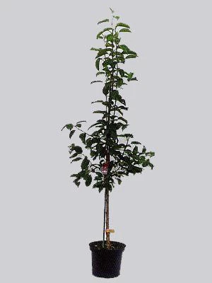 Pflaume Königin Victoria 4 Pflaume Königin Victoria – Bild 2