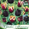Kollektion Schwarze Tulpen (Art.Nr. 598202) -Gartenpflanzen kollektion scharze tulpen 82274 0 1280x1280