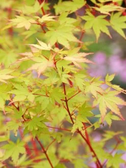 Acer Palmatum 'Sangokaku', Korallenahorn