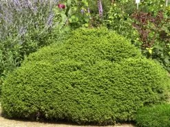 Picea Abies 'Little Gem', Kugel-Fichte, Kissen-Fichte -Gartenpflanzen kugel fichte little gem 1280x1280