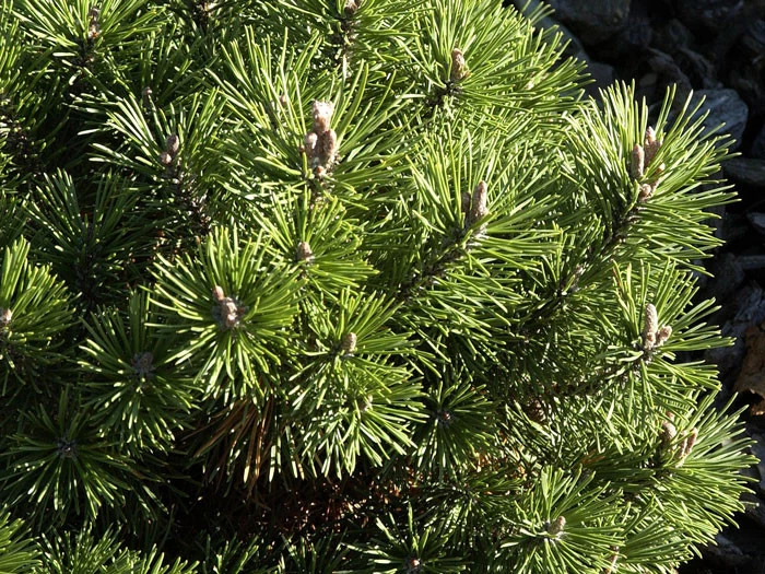 Pinus Mugo 'Mops', Kugel-Kiefer 4 Pinus Mugo 'Mops', Kugel-Kiefer – Bild 2