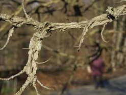 Liquidambar Styraciflua, Amberbaum -Gartenpflanzen liquidambar styraciflua ast 1280x1280