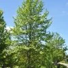 Liquidambar Styraciflua, Amberbaum -Gartenpflanzen liquidambar styraciflua 1280x1280
