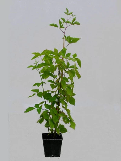 Brombeere 'Loch Ness' 4 Brombeere 'Loch Ness' – Bild 2