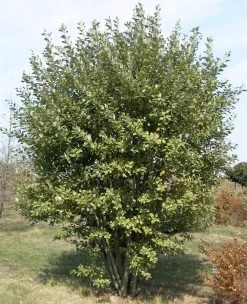 Salix Caprea 'Mas', Männliche Kätzchenweide, Palmweide -Gartenpflanzen maennliche kaetzchenweide 1280x1280