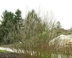 Salix Caprea 'Mas', Männliche Kätzchenweide, Palmweide -Gartenpflanzen maennliche salweide 1280x1280