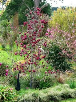 Magnolia 'Genie', Magnolien-Hybride 7 Magnolia 'Genie', Magnolien-Hybride -Gartenpflanzen magnolia genie pflanze 1280x1280
