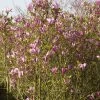 Magnolia Liliiflora 'Susan', Purpur-Magnolie -Gartenpflanzen magnolie susan strauch 1280x1280