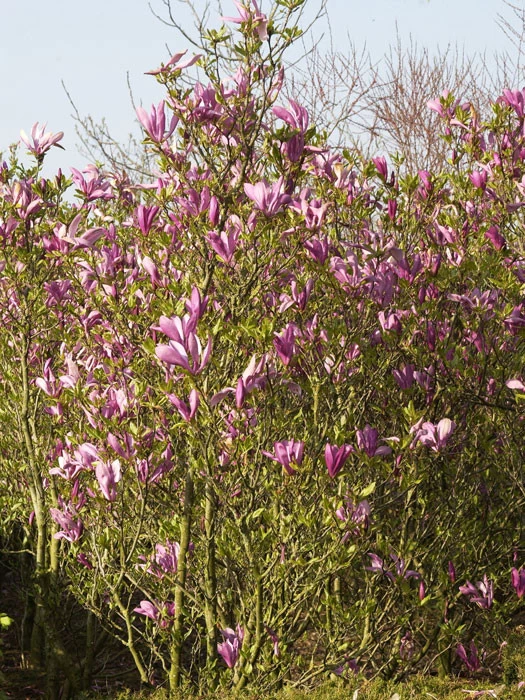 Magnolia Liliiflora 'Susan', Purpur-Magnolie 3 Magnolia Liliiflora 'Susan', Purpur-Magnolie