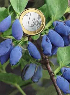 Maibeere 'Kalinka' - Honigbeere 3 Maibeere 'Kalinka' - Honigbeere