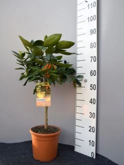 Mandarinenbaum, Citrus Reticulata