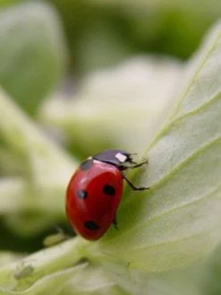 Titelseite 27 7-Punkt-Marienkäfer (Art.Nr. KB2016)