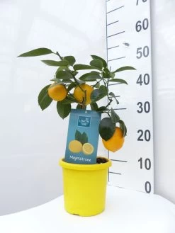 Zitronenbaum 'Meyerzitrone' - Lemon Time® 9 Zitronenbaum 'Meyerzitrone' - Lemon Time® -Gartenpflanzen meyer zitrone mittel 1 1280x1280