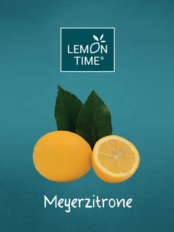 Zitronenbaum 'Meyerzitrone' - Lemon Time® 4 Zitronenbaum 'Meyerzitrone' - Lemon Time® – Bild 2