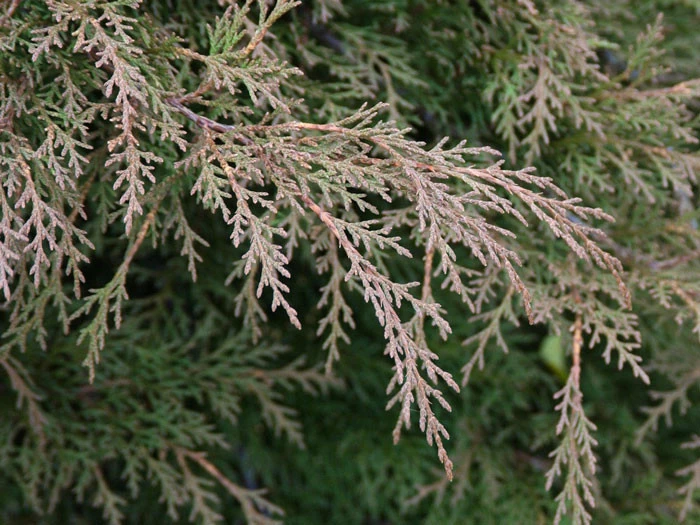 Microbiota Decussata, Fächer-Wacholder 4 Microbiota Decussata, Fächer-Wacholder – Bild 2