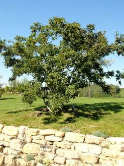 Mespilus Germanica, Mispel -Gartenpflanzen mispel habitus 1280x1280