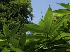 Sasa Palmata 'Nebulosa', Niedriger Großblattbambus -Gartenpflanzen niedriger grossblattbambus 1280x1280