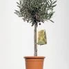 Olea Europaea, Oliven-Stämmchen -Gartenpflanzen olive stamm 60cm 1280x1280