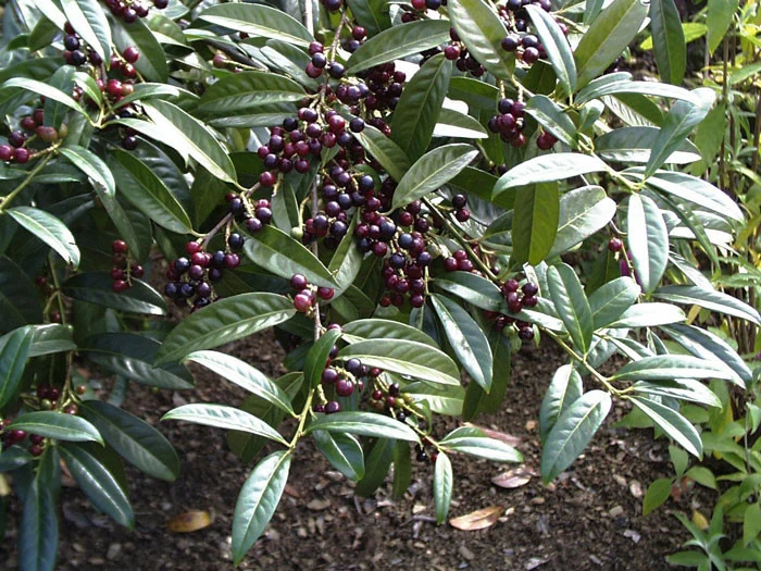 Prunus Laurocerasus 'Otto Luyken', Kirschlorbeer 5 Prunus Laurocerasus 'Otto Luyken', Kirschlorbeer – Bild 3