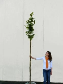 Parrotia Persica, Persischer Eisenholzbaum - Hochstamm -Gartenpflanzen parrotia persica hochstamm 1280x1280