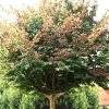 Parrotia Persica, Persischer Eisenholzbaum - Hochstamm 2 Parrotia Persica, Persischer Eisenholzbaum - Hochstamm -Gartenpflanzen parrotia persica j8 78229 0 78229 0 1280x1280