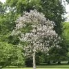 Paulownia Tomentosa, Blauglockenbaum -Gartenpflanzen paulownia tomentosa 1280x1280