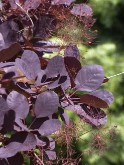 Cotinus Coggygria 'Royal Purple'