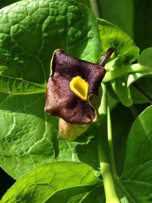 Aristolochia Macrophylla, Pfeifenwinde, Pfeifenblume, Gespensterpflanze 4 Aristolochia Macrophylla, Pfeifenwinde, Pfeifenblume, Gespensterpflanze – Bild 2