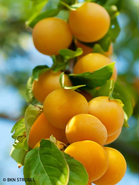 Pfirsich-Aprikose - Pfirsicose® 3 Pfirsich-Aprikose - Pfirsicose®