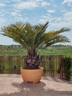 Pflanzkübel Megalos - XXL-Produkt 7 Pflanzkübel Megalos - XXL-Produkt -Gartenpflanzen pflanzkuebel megalos 1280x1280