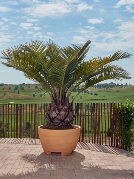 Pflanzkübel Megalos - XXL-Produkt 5 Pflanzkübel Megalos - XXL-Produkt – Bild 3