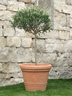 Pflanzkübel Milano -Gartenpflanzen pflanzkuebel milano stim 1 1280x1280
