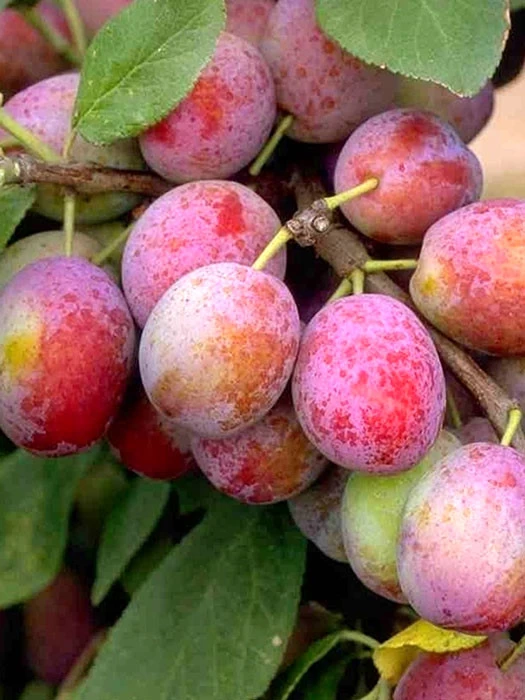 Pflaume Königin Victoria 3 Pflaume Königin Victoria