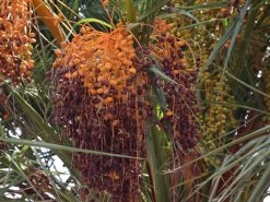 Kanarische Dattelpalme, Phoenix Canariensis -Gartenpflanzen phoenix palme frucht 1280x1280