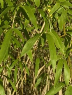 Phyllostachys Flexuosa, Lieblicher Bambus