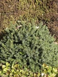 Picea Glauca 'Echiniformis', Blaue Igel-Fichte