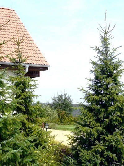 Picea Omorika, Serbische Fichte 4 Picea Omorika, Serbische Fichte – Bild 2