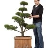Pinus sylvestris - Bonsai, XXL-Produkt -Gartenpflanzen pinus sylvestris2 78657 0 1280x1280